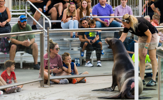 people sitting at a seal show