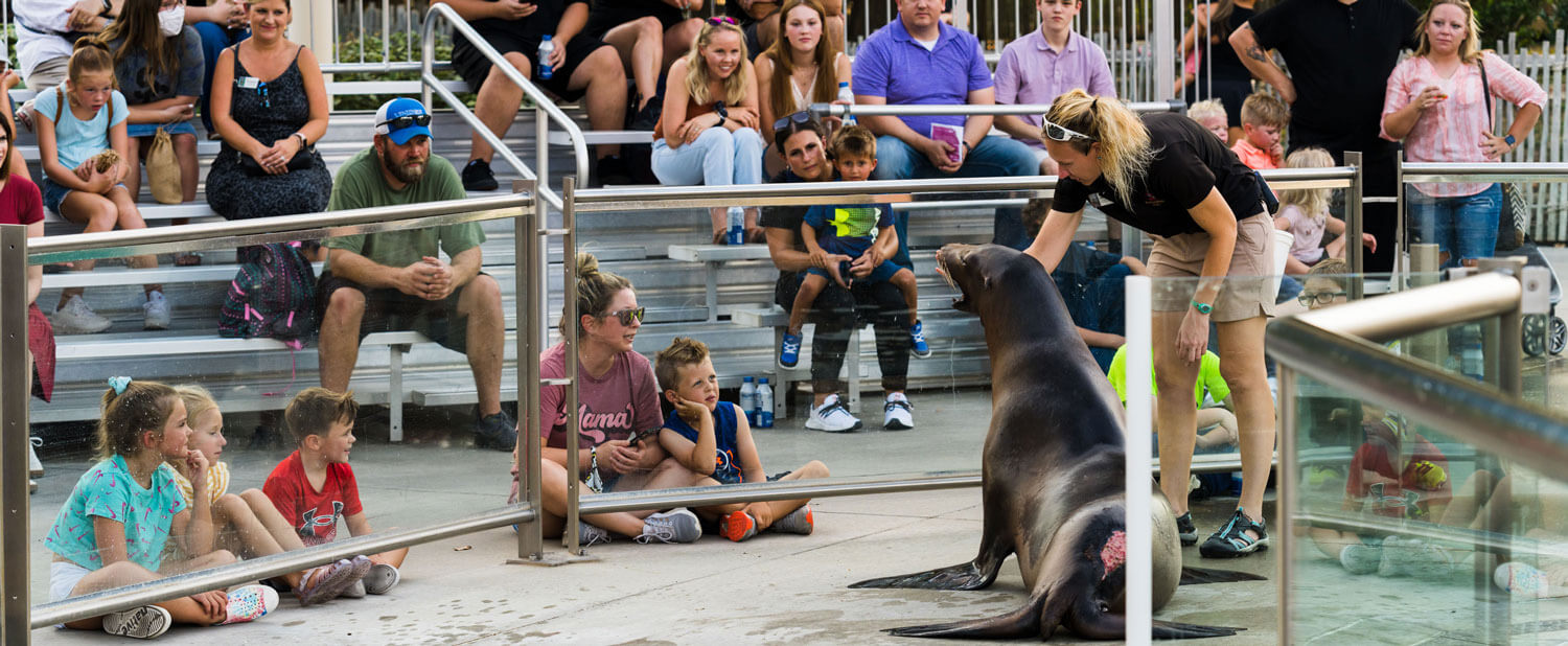 people sitting at a seal show